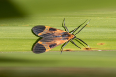 Dycladia emerita