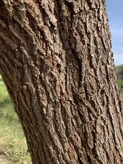 Leucaena pulverulenta