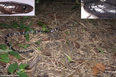 Snake-Eater Wolf Snake photo 2