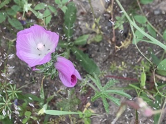 Sidalcea diploscypha