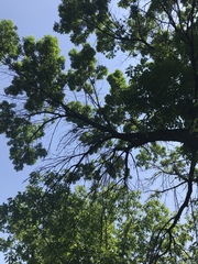 Fraxinus pennsylvanica