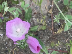 Sidalcea diploscypha