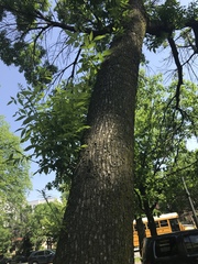 Fraxinus pennsylvanica