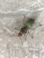 Oecophylla smaragdina