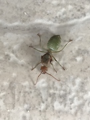 Oecophylla smaragdina