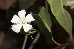 Billardiera floribunda