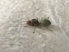 Oecophylla smaragdina