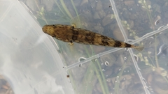 Gobiomorphus gobioides