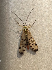 Mecoptera