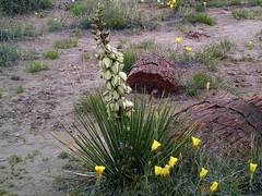 Yucca angustissima angustissima