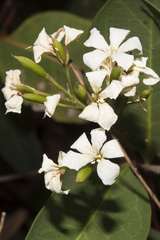 Billardiera floribunda