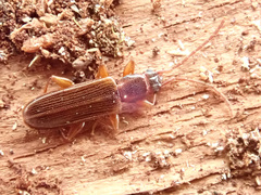 Dendrophagus crenatus