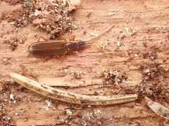 Dendrophagus crenatus