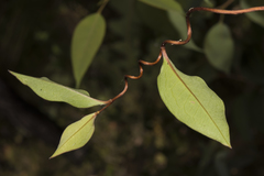 Billardiera floribunda