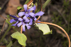 Billardiera variifolia