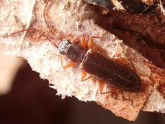 Dendrophagus crenatus