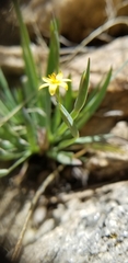 Sisyrinchium cernuum