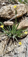 Sisyrinchium cernuum
