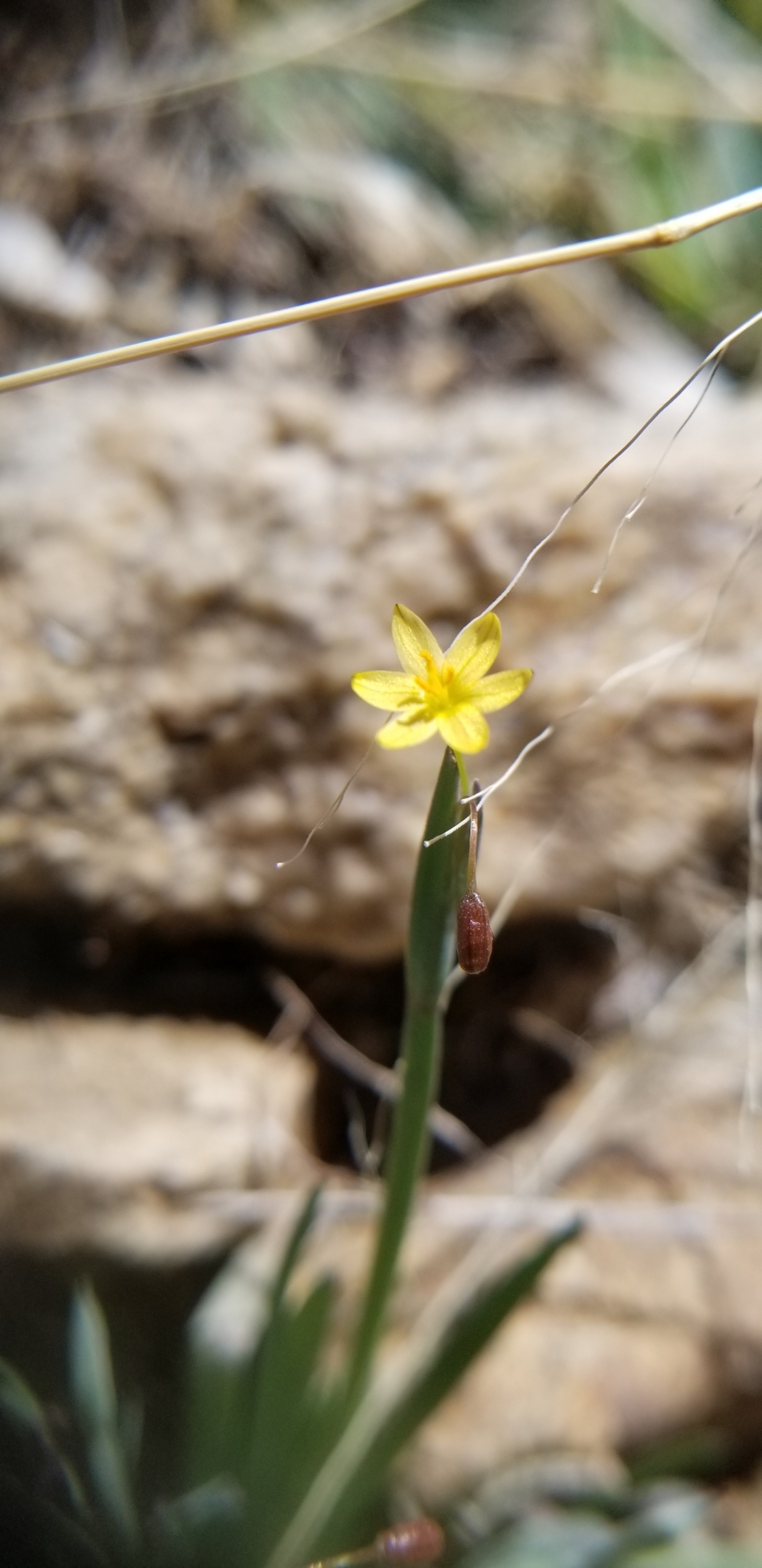 Sisyrinchium cernuum