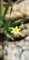 Sisyrinchium cernuum