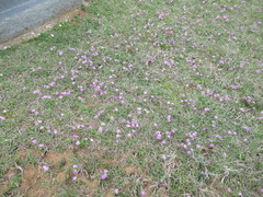 Phlox cuspidata