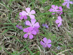 Phlox cuspidata