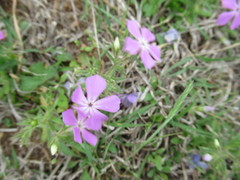 Phlox cuspidata