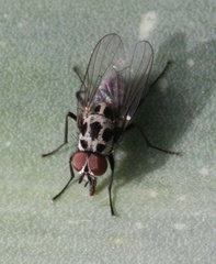 Anthomyia pluvialis