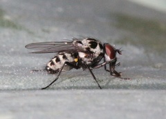 Anthomyia pluvialis