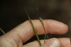 Bothriochloa decipiens