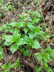 Dicliptera chinensis