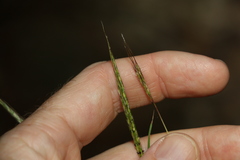 Bothriochloa decipiens