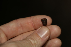 Corymbia trachyphloia