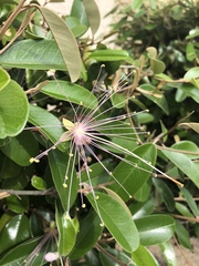 Capparis cynophallophora