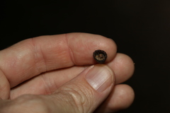 Corymbia trachyphloia