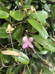 Capparis cynophallophora