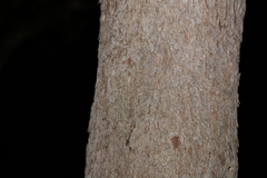Corymbia trachyphloia