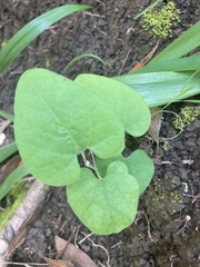 Aristolochia californica
