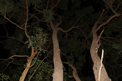 Corymbia trachyphloia