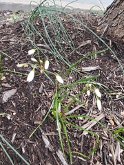 Nothoscordum bivalve