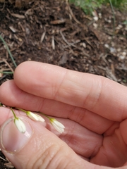 Nothoscordum bivalve