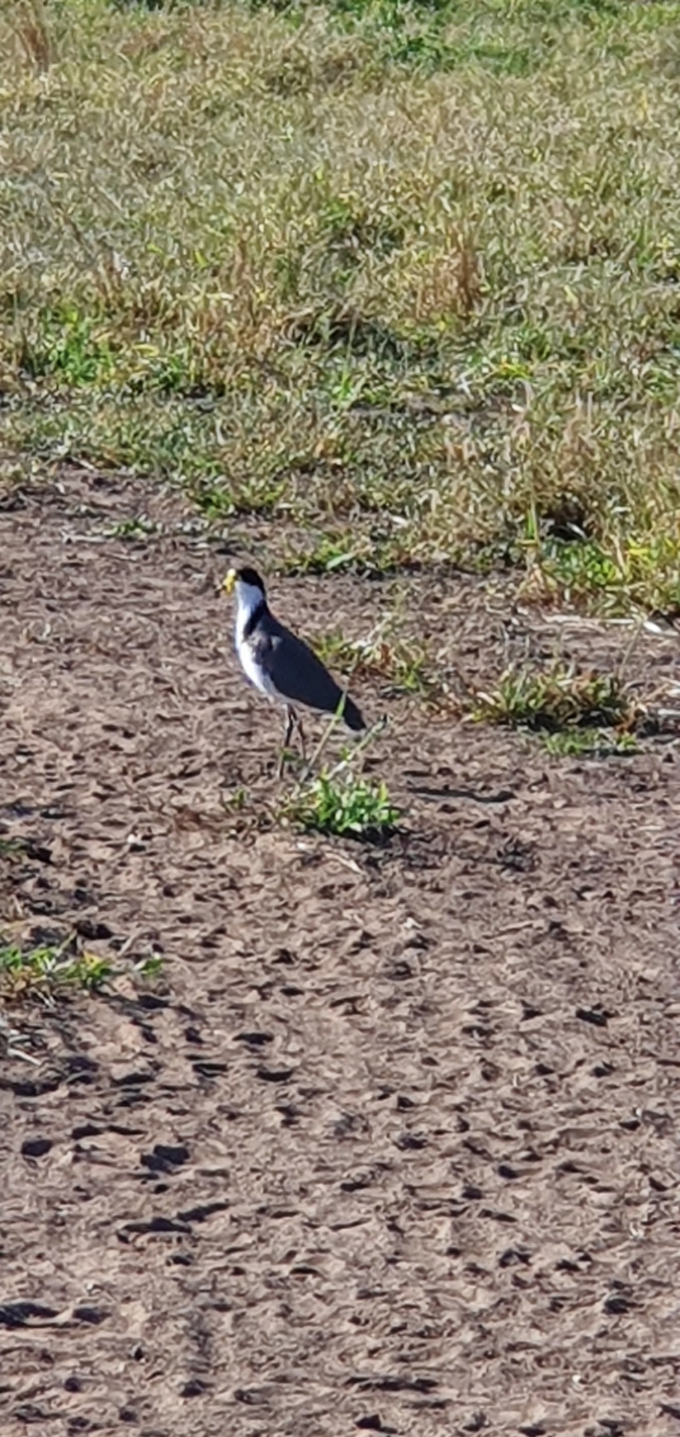 Masked Lapwing