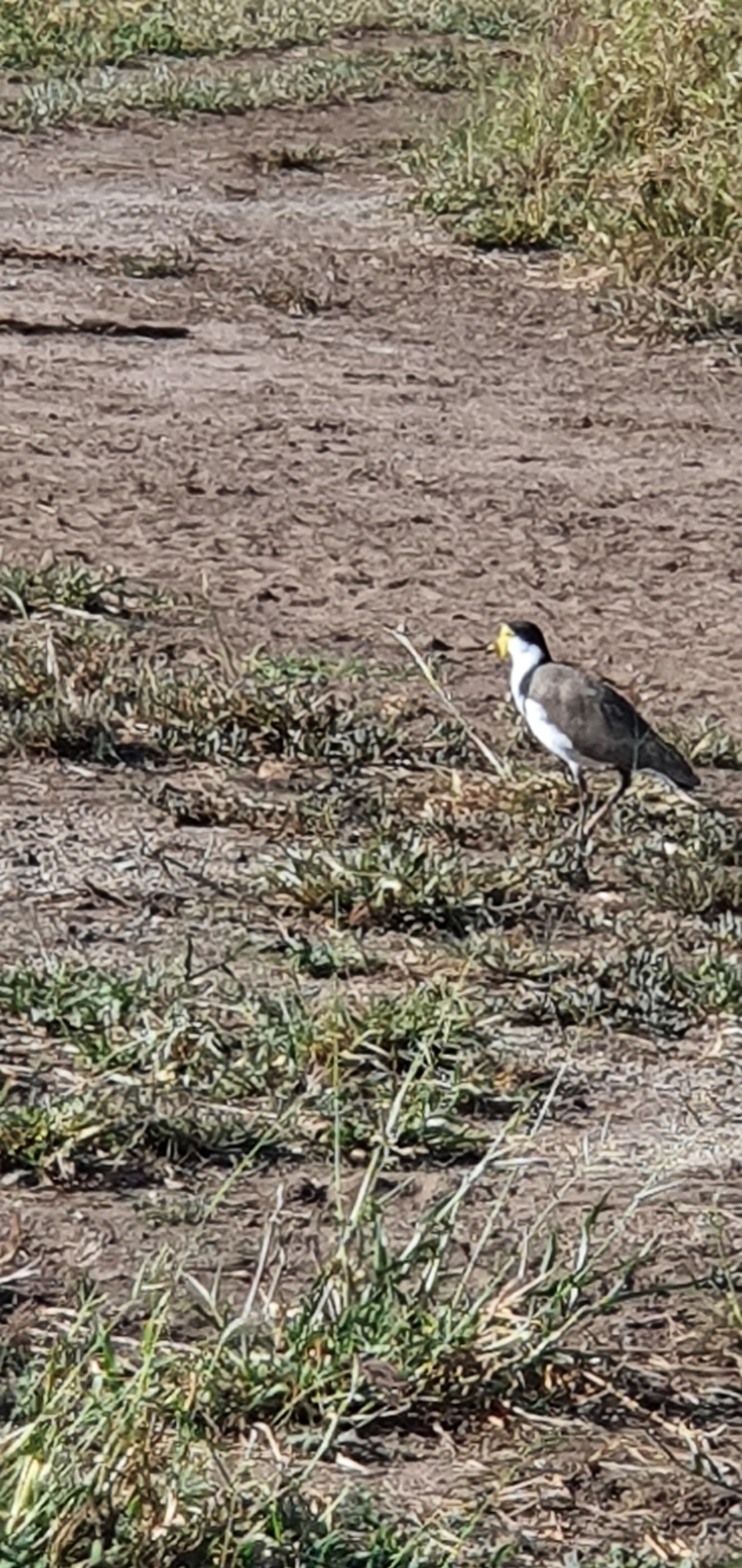 Masked Lapwing
