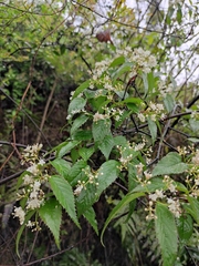 Viburnum erosum