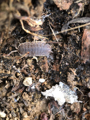 Porcellio echinatus