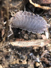Porcellio echinatus