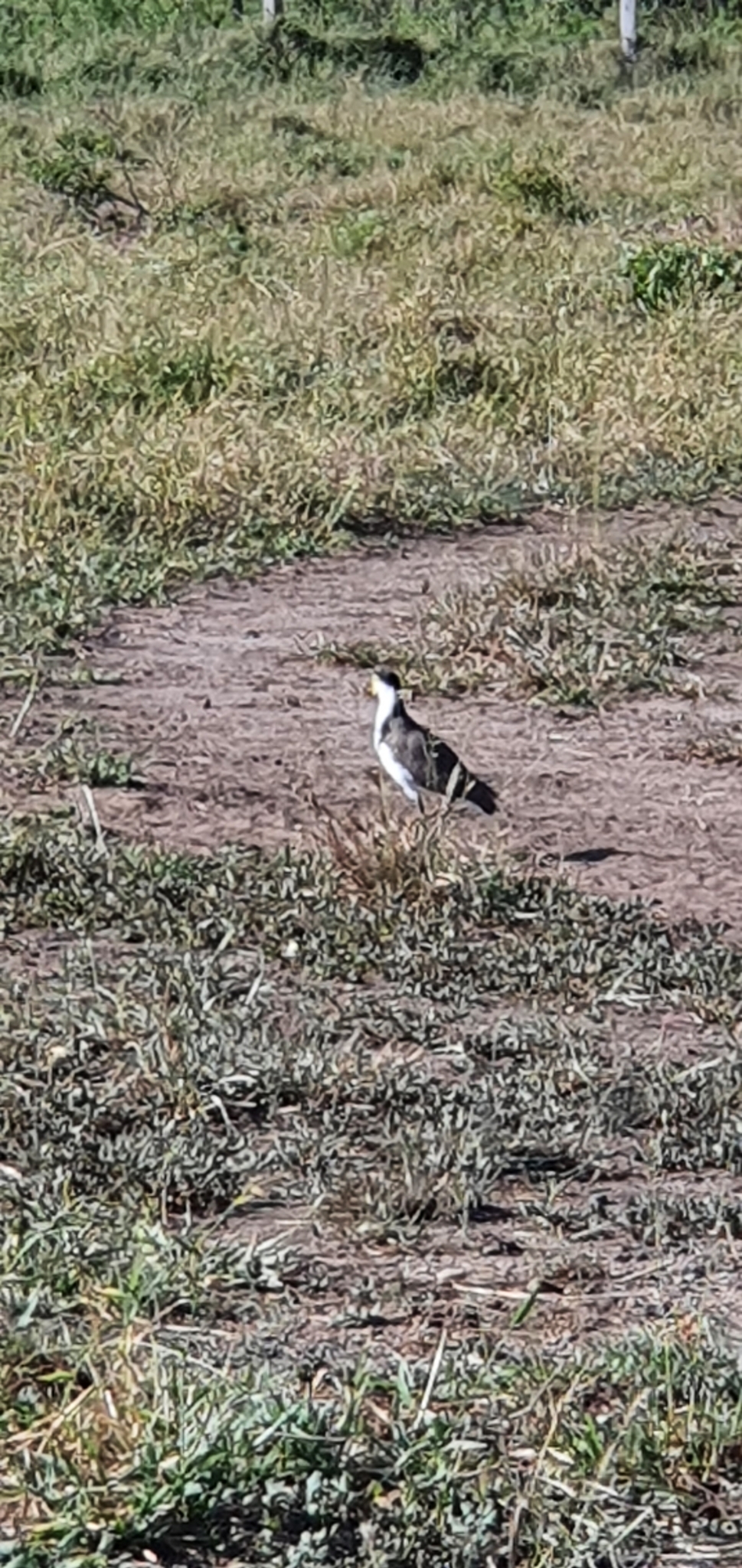 Masked Lapwing