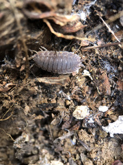 Porcellio echinatus
