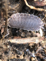 Porcellio echinatus