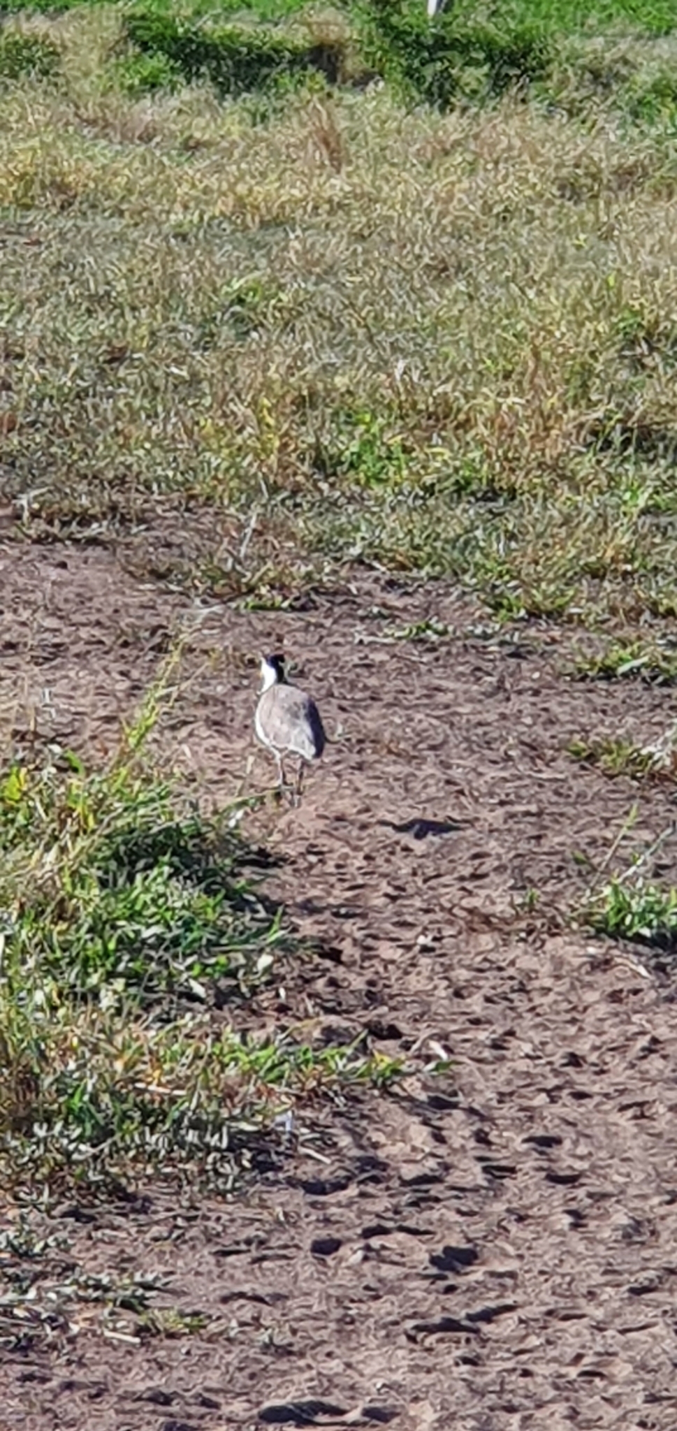 Masked Lapwing